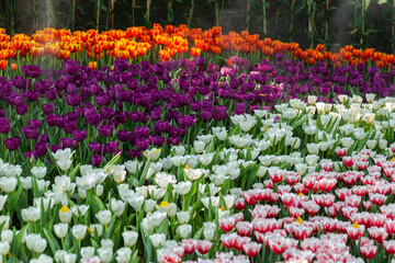 Colorful tulips on a windy spring day.