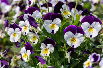 Viola flower in the garden at sunny summer or spring day.