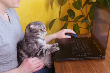 Remote work, home office concept. A man sits at a table with a scottish fold gray cat in his lap. In front of him is a table with a laptop. Behind a yellow wall and a ficus.