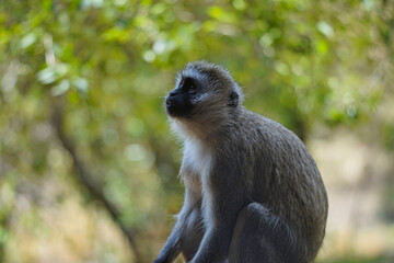 The vervet monkey (Chlorocebus pygerythrus) sits, staring into the distance. Large numbers of animals migrate to the Masai Mara National Wildlife Refuge in Kenya, Africa. 2016.