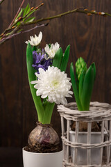 Easter Decoration with tree branches, hyacinth daisy flowers on dark wooden background.