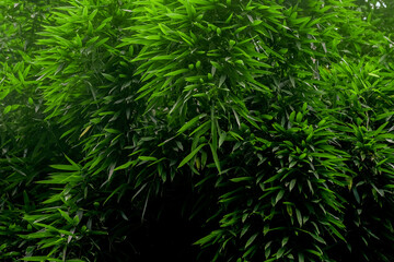 Green Bamboo grove in spring.