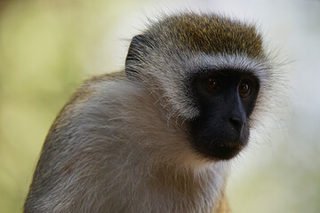 A close-up portrait of the face of a vervet monkey (Chlorocebus pygerythrus) . Large numbers of animals migrate to the Masai Mara National Wildlife Refuge in Kenya, Africa. 2016.
