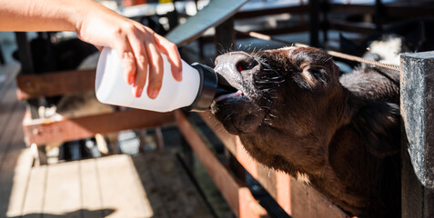 Farmers are feeding dairy cows