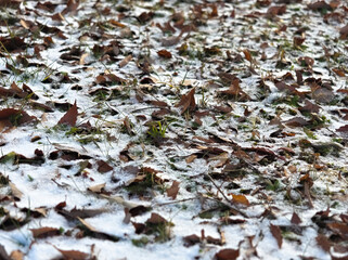 枯葉と雪