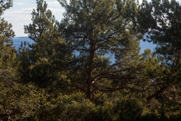 Obraz na płótnie Canvas Pine. Park with pine forest on a blue sky background