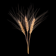 Barley Rice Isolated On Black Background. Cereal Plants Concept.