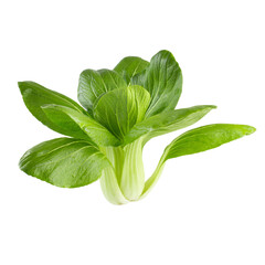 Young organic white bok choy or bak choi Chinese cabbage isolated on white backgound