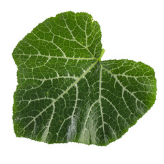 Pumpkin leaves isolated on a white background.