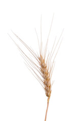 Fototapeta premium Barley Rice Isolated On White Background. Cereal Plants Concept