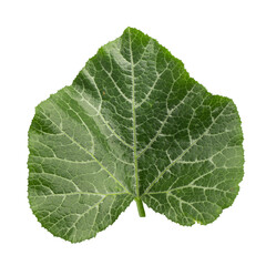 Pumpkin leaves isolated on a white background.