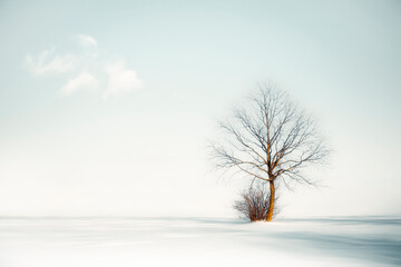 tree in the snow