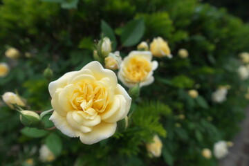 黄色いバラ