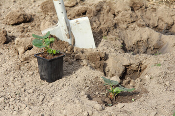strawberry bushes in a pot and in the ground against the background of a shovel in the garden. planting seedlings in the garden