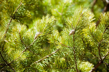 Bright pine branches. Beautiful background with pine branches with cones in sunlight