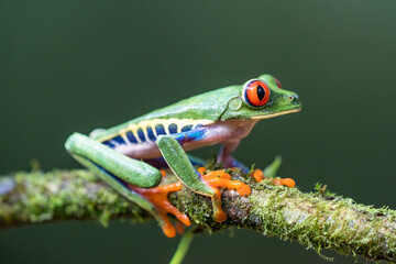 Red-eyed Tree Frog, Agalychnis callidryas, sitting on the green leave in tropical forest in Costa Rica.