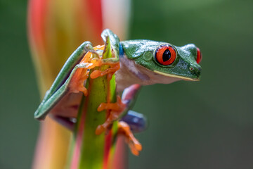 Red-eyed Tree Frog, Agalychnis callidryas, sitting on the green leave in tropical forest in Costa Rica.