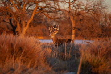 Whitetail at Golden Hour