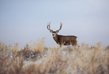 Trophy deer in the grasslands