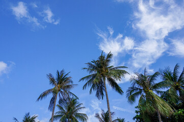 Fototapeta na wymiar palm trees against blue sky