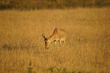 The African Hartebeest eats grass in the sun. Its fur is yellowish-brown. Large numbers of animals migrate to the Masai Mara National Wildlife Refuge in Kenya, Africa. 2016.
