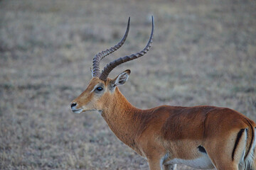 Naklejka premium The African impala (Aepyceros melampus) has curved and spiral horns. Brown fur. Large numbers of animals migrate to the Masai Mara National Wildlife Refuge in Kenya, Africa. 2016.