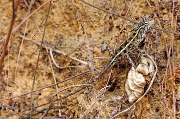 Oriental garden lizard // Blutsaugeragame (Calotes versicolor) - Sri Lanka
