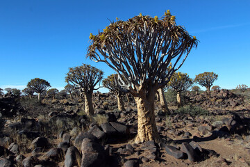 Quiver tree forest in Namibia against the blue sky