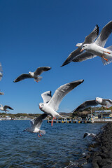飛び交うカモメの群れ