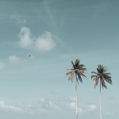 Minimal tropical coconut palm tree in summer with sky background. Copyspace you can put text on.