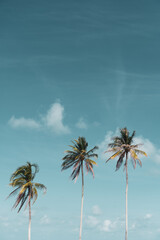 Minimal tropical coconut palm tree in summer with sky background. Copyspace you can put text on.