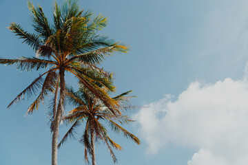 Minimal tropical coconut palm tree in summer with sky background. Copyspace you can put text on.