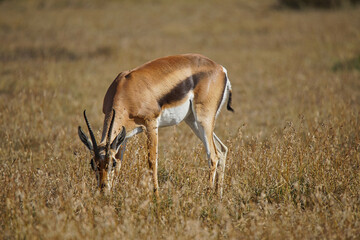 This Grant's gazelle is eating grass while keeping an ear to the ground. Large numbers of animals migrate to the Masai Mara National Wildlife Refuge in Kenya, Africa. 2016.
