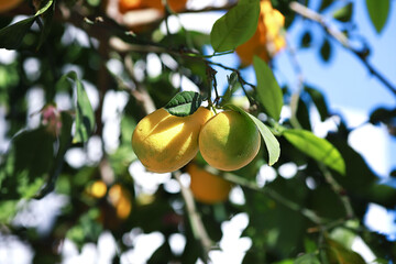 ripe lemons on a tree branch in the garden