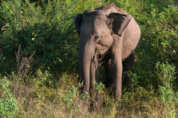 From the life of elephants, Sri Lanka