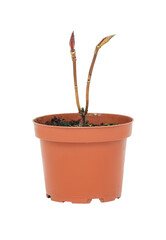 young plant in a flower pot on a white background
