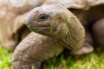 Aldabra Giant Tortoise (Aldabrachelys gigantea) on the islands of the Seychelles in the Indian Ocean 