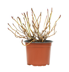 young plant in a flower pot on a white background