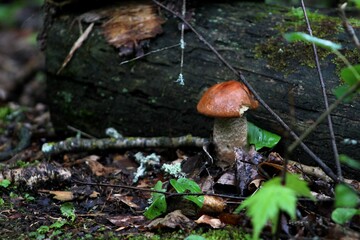 mushroom in the forest