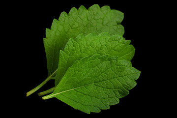 Mellisa lemon balm leaf