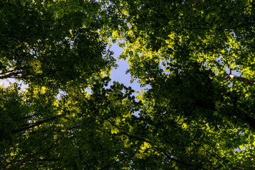 Fototapeta premium green leaves and sun