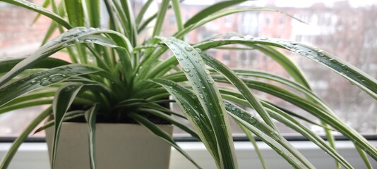 Chlorophytum at home