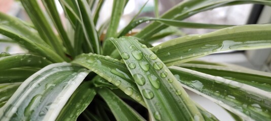 rain drops on a green leaf
