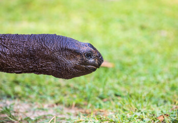 Aldabra Giant Tortoise (Aldabrachelys gigantea) on the islands of the Seychelles in the Indian Ocean 