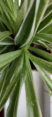Chlorophytum plant
