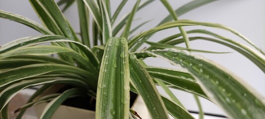 plant on the windowsill of the house