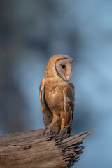 The barn owl is the most widely distributed species of owl in the world and one of the most...