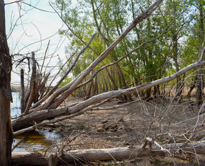 Dead and living trees by the lake. Life and death. Old and new. End and beginning.