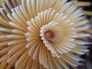 Orange feather duster worm. 