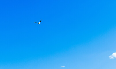 Lonely seagull flies